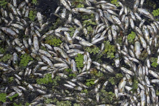 the-dried-up-crab-and-starving-polar-bear-arent-the-only-ones-suffering-in-2012-thousands-of-dead-fish-were-found-floating-in-nageen-lake-in-srinagar-india--killed-by-oxygen-depletion-and-fluctuating-water-temperatures-rising-water-temperatures-can-b