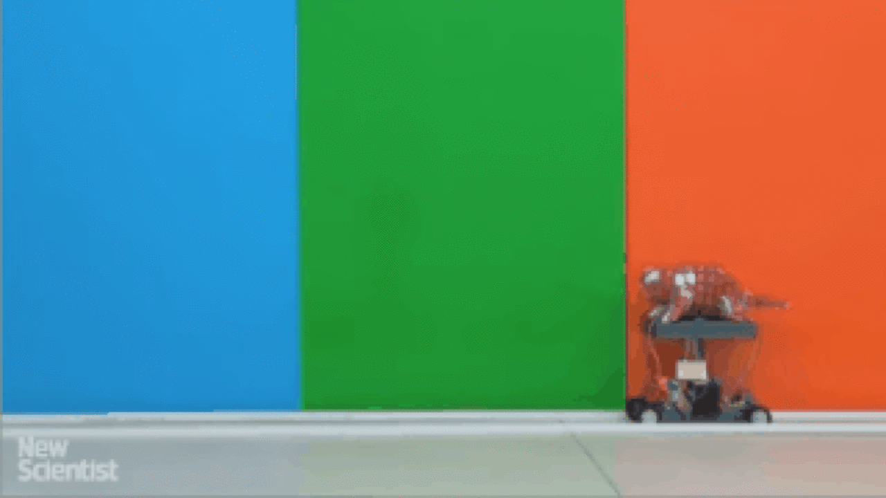 Bukalemun Gibi Renk Degistiren Robot Video Log