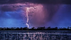 Yılın fotoğrafı: Randy Olson'un "Sand Hill Cranes" isimli fotoğrafı