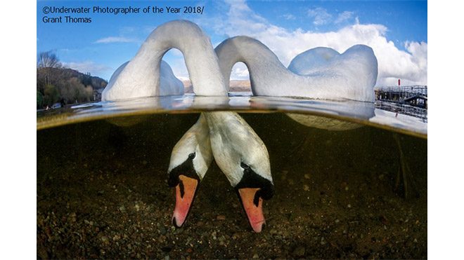 2018 Yılın Sualtı Fotoğrafçısı