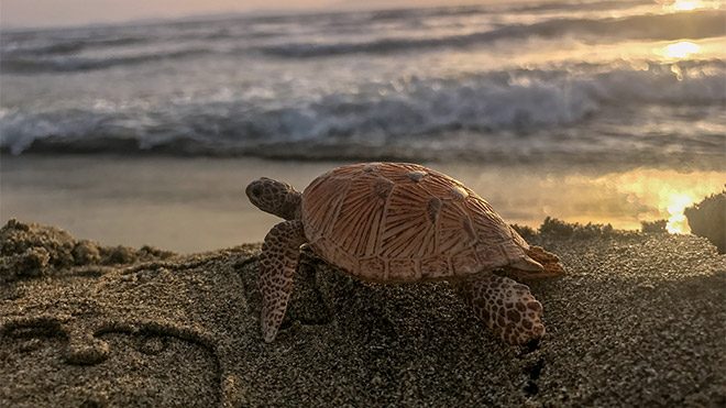 Apple iPhone X gün batımı fotoğrafı