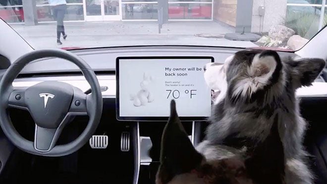 Tesla köpek modu elon musk