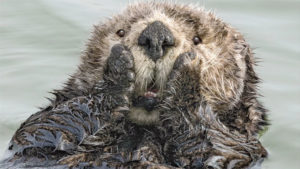 Yılın en eğlenceli ve komik doğa fotoğrafları bir kez daha 2019 Comedy Wildlife Photography Awards ile karşımıza çıktı